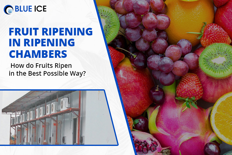 Fruit Ripening in Ripening Chambers - How do Fruits Ripen in the Best Possible Way?